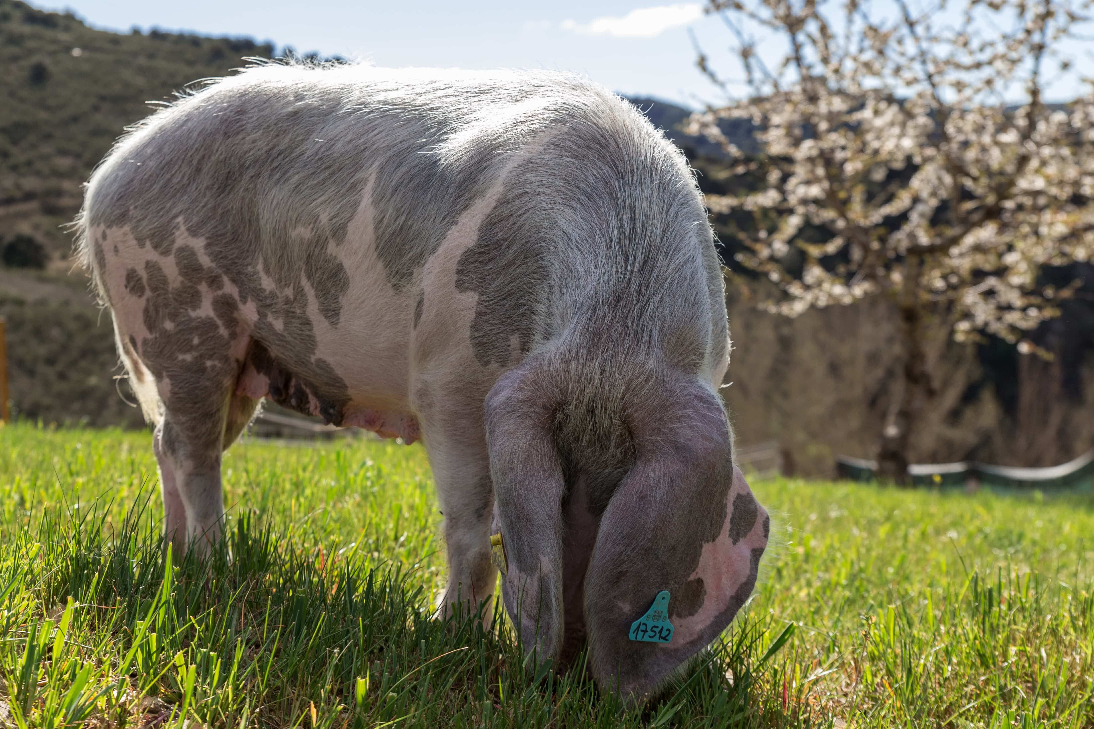 Porco Bísaro Wikipédia