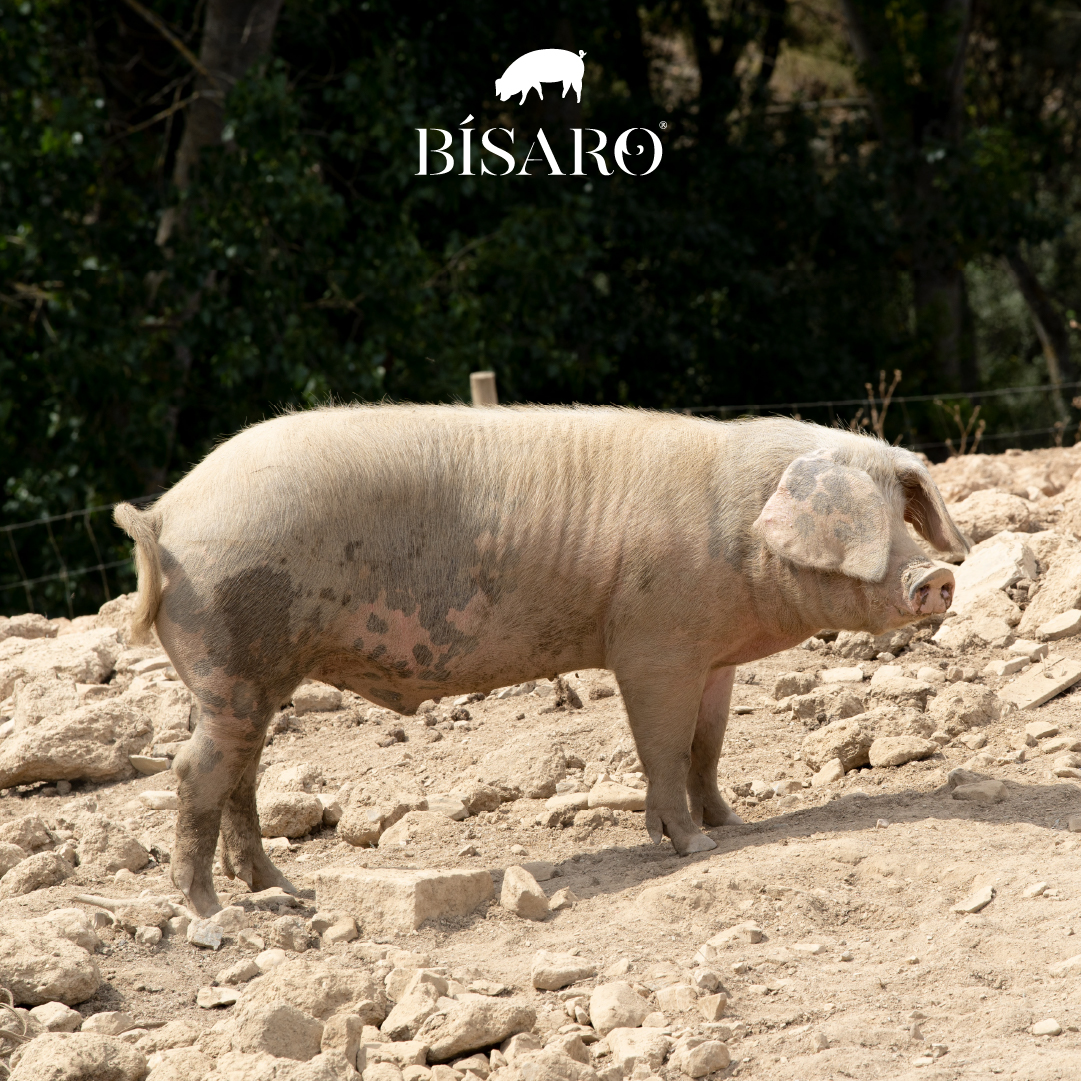 A liberdade do Porco Bísaro