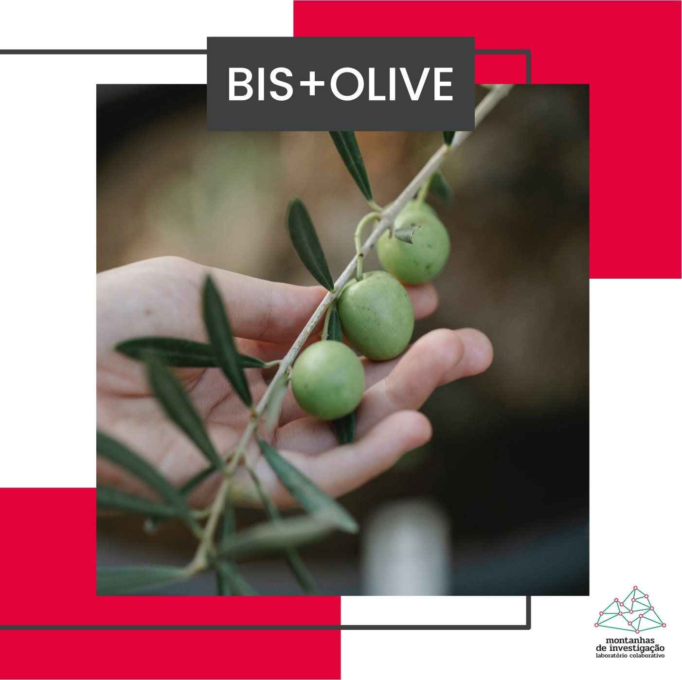 Uso de bagaço de azeitona na alimentação de suínos da raça Bísara