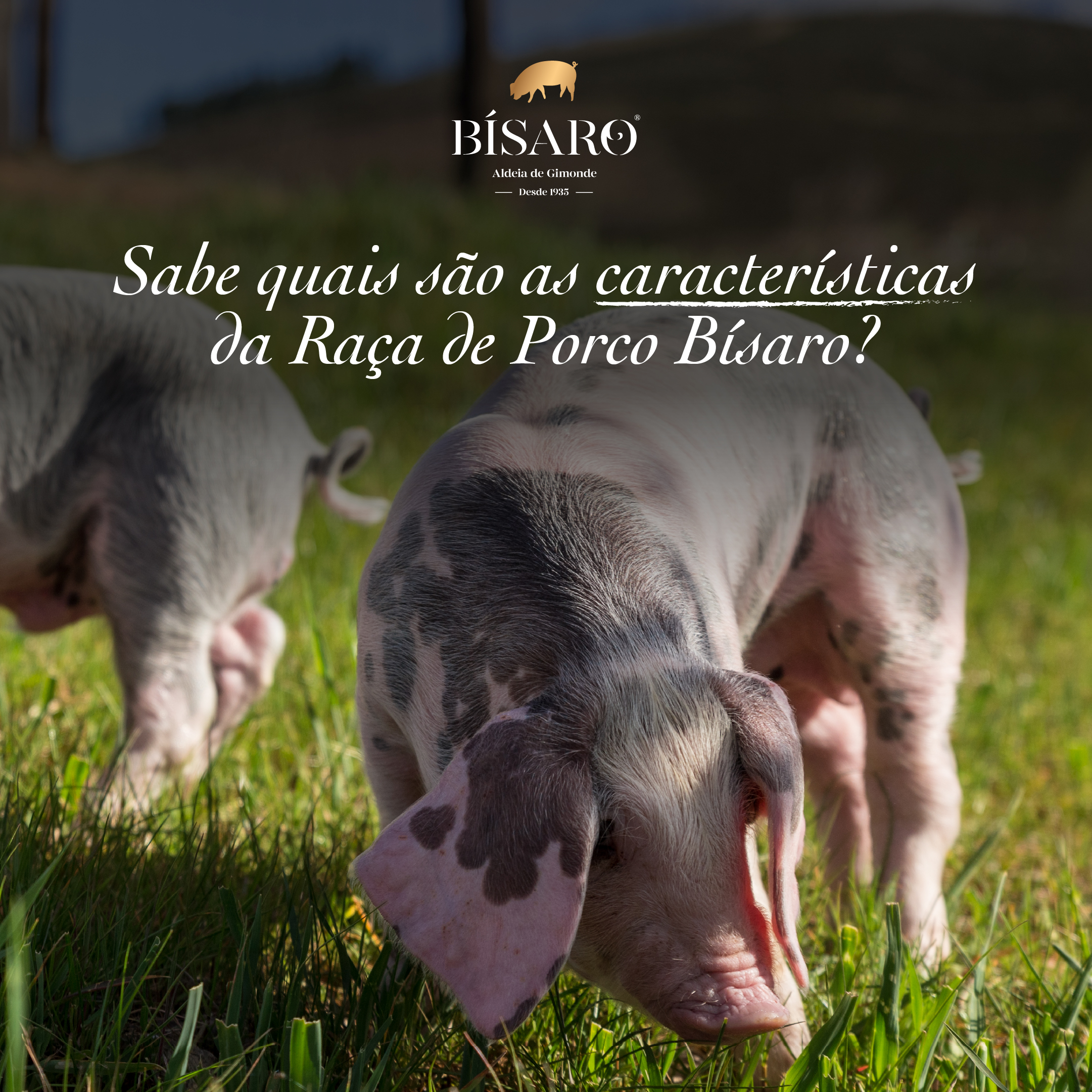 porco bisaro fumeiro transmontano