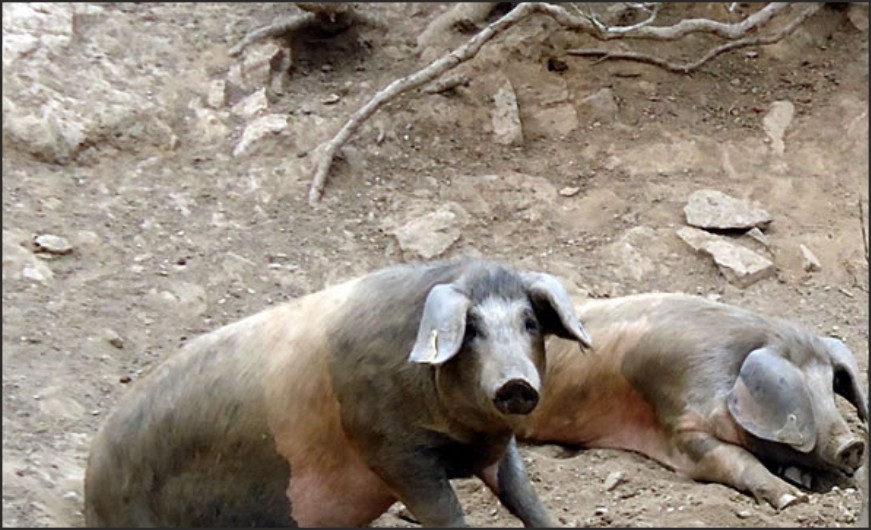 You will rarely need to know what the Bisaro pig