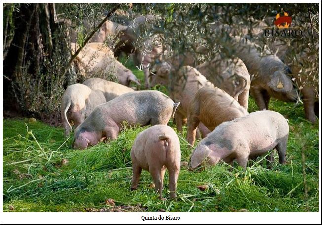 porco b&iacute;saro concorrente ib&eacute;rico