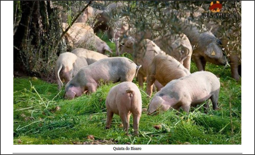 Porco Bísaro: o concorrente nacional do ibérico