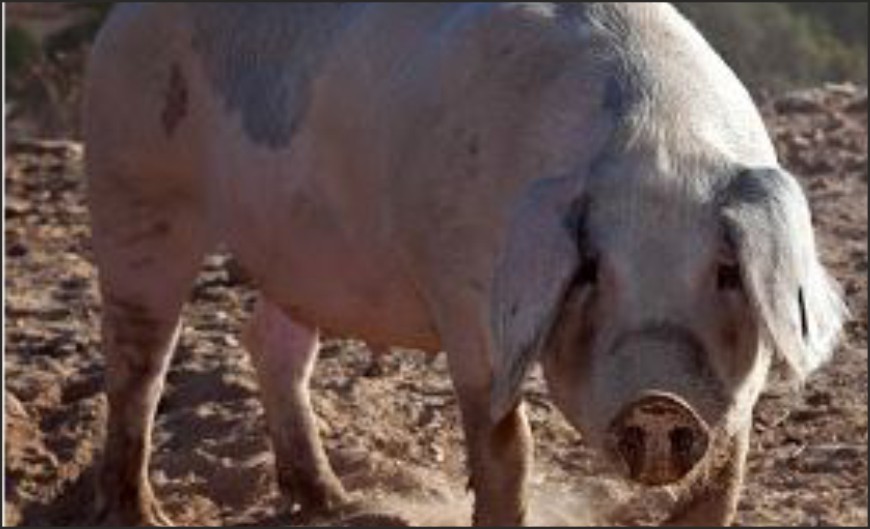 Fique a conhecer o bilhete de identidade do porco bísaro