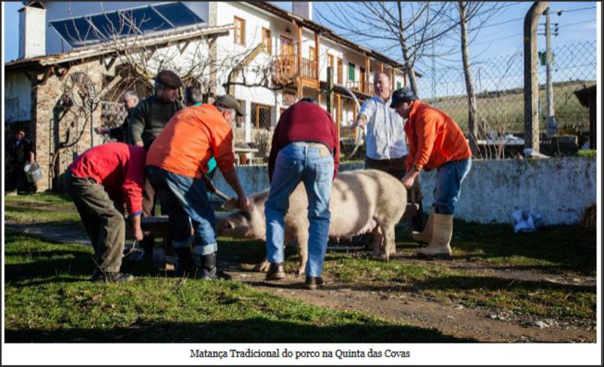 A tradicional matança do porco, volta a ser autorizada, para autoconsumo