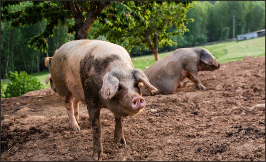 Porco Bísaro em crescimento