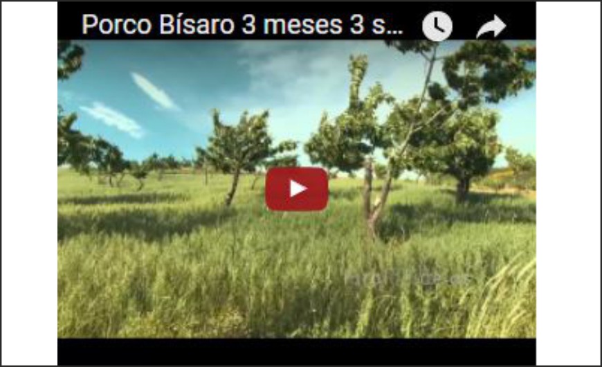 Porco Bísaro 3 meses 3 semanas e 3 dias