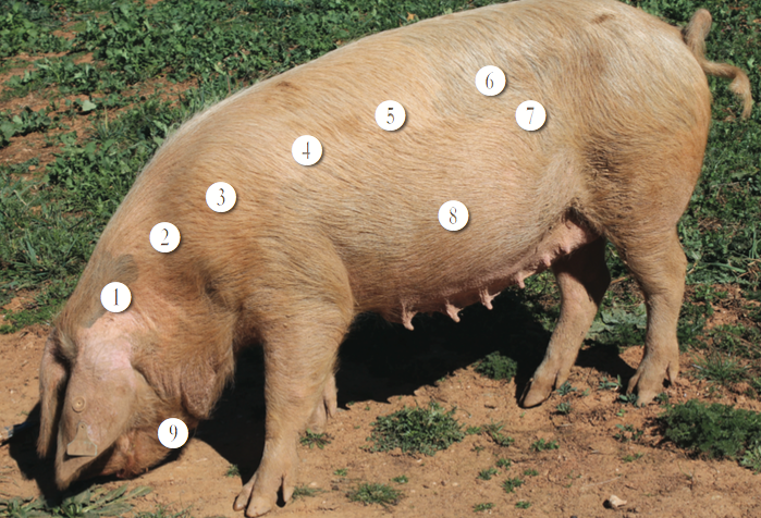 partes do porco b&iacute;saro