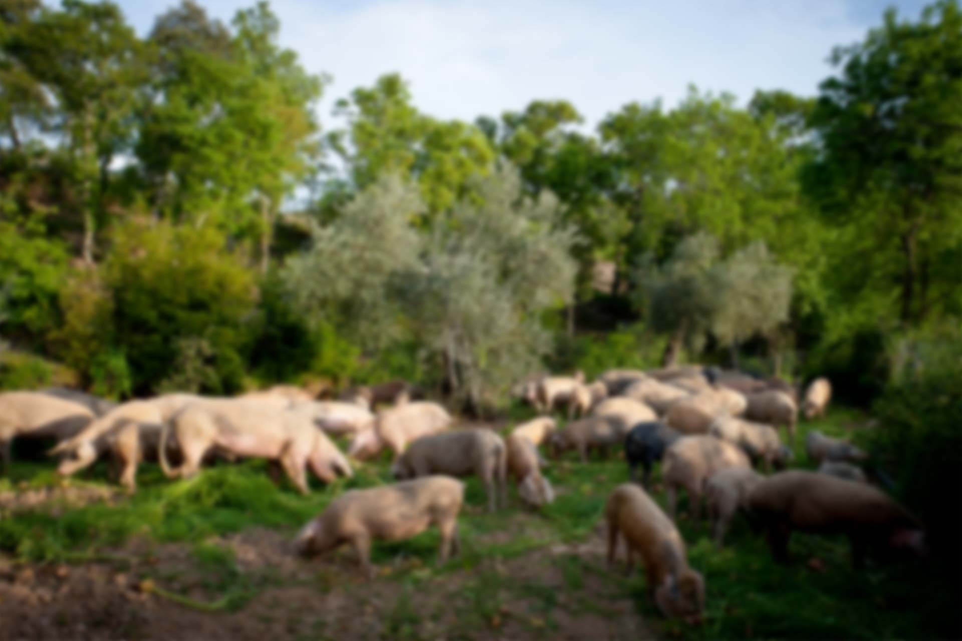 Fábrica de fumeiro bísaro cresce 43 por cento em 3 anos